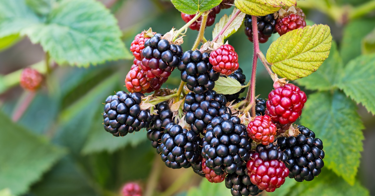 A cluster of ripe blackberries, both red and black, dangling from a branch of a sprawling blackberry bush.