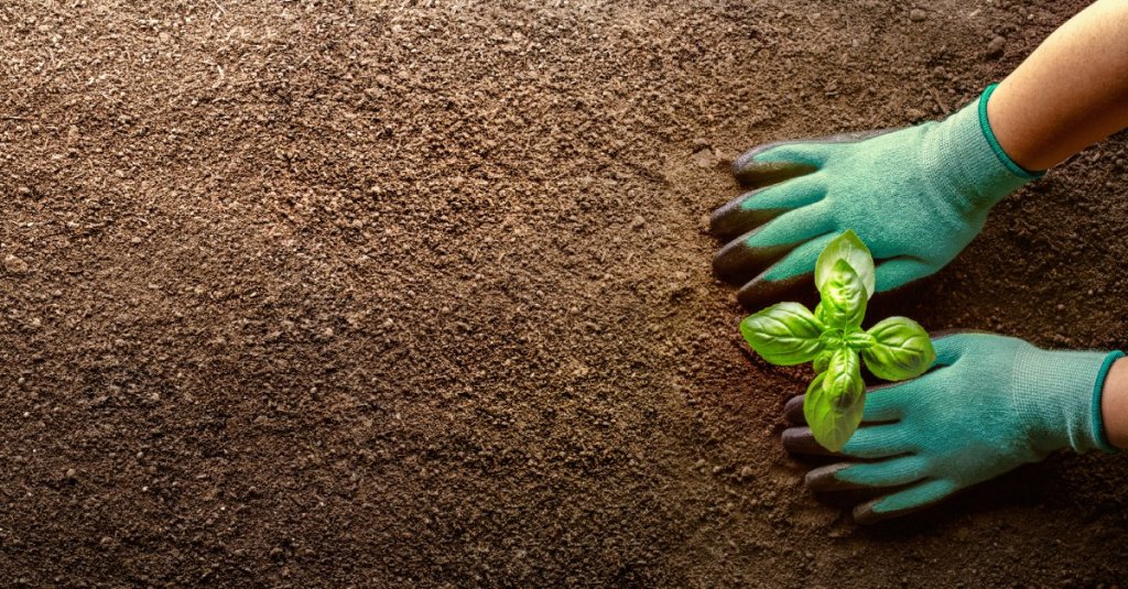 A patch of dirt with a single green plant growing from it. There are gloved hands around the plant's base.