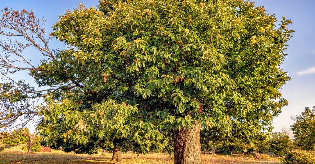 A large chestnut tree in a grassy field. There are several smaller trees in the background.