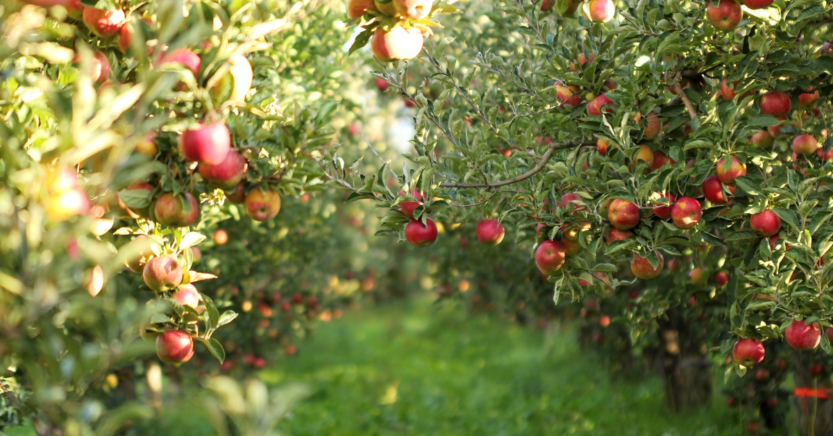There is a grassy path with apple trees on either side of the path. The orchard is outside and the sun is shining.