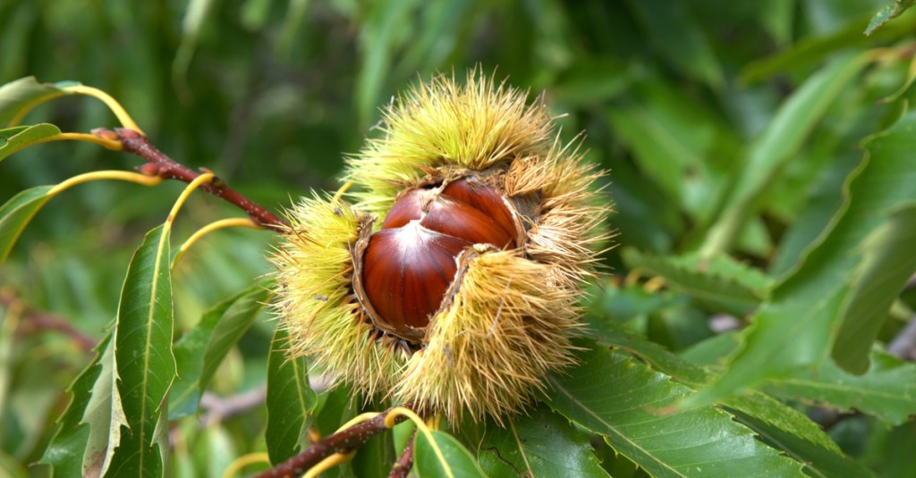 A chestnut still on the vine. There is greenery all around it. Leaves are blurry in the background.
