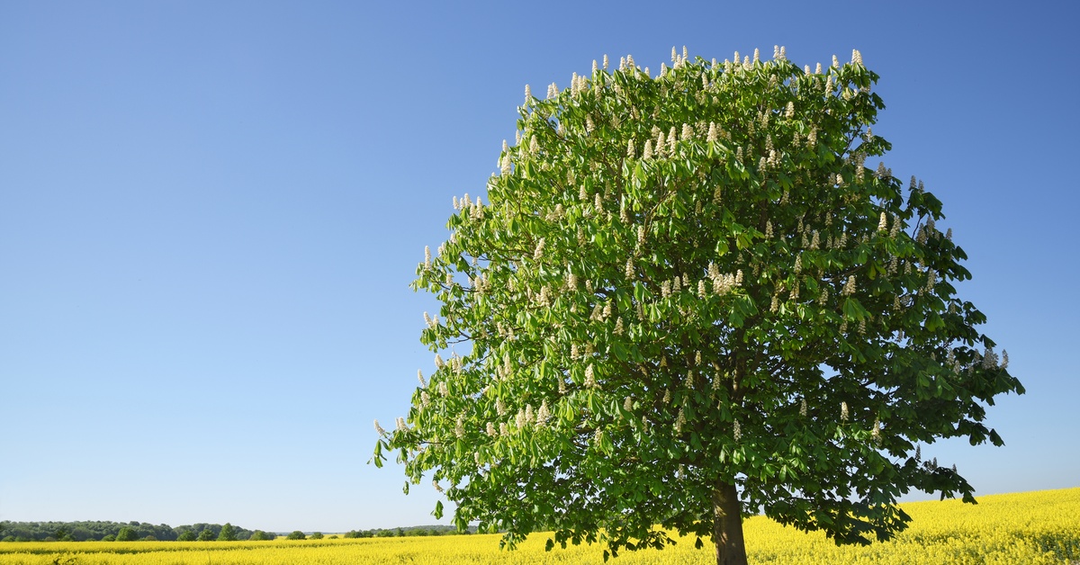A chestnut tree in bloom in the middle of a yellow field. The sky is blue in the background, and the grass is green.