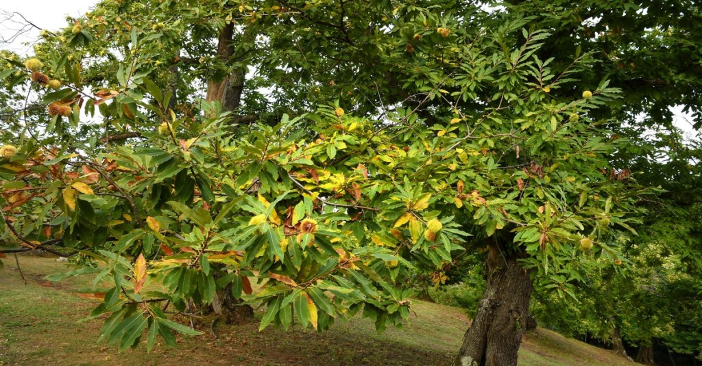 A close-up of a chestnut tree on a sloping landscape. There are other trees in the background behind it.