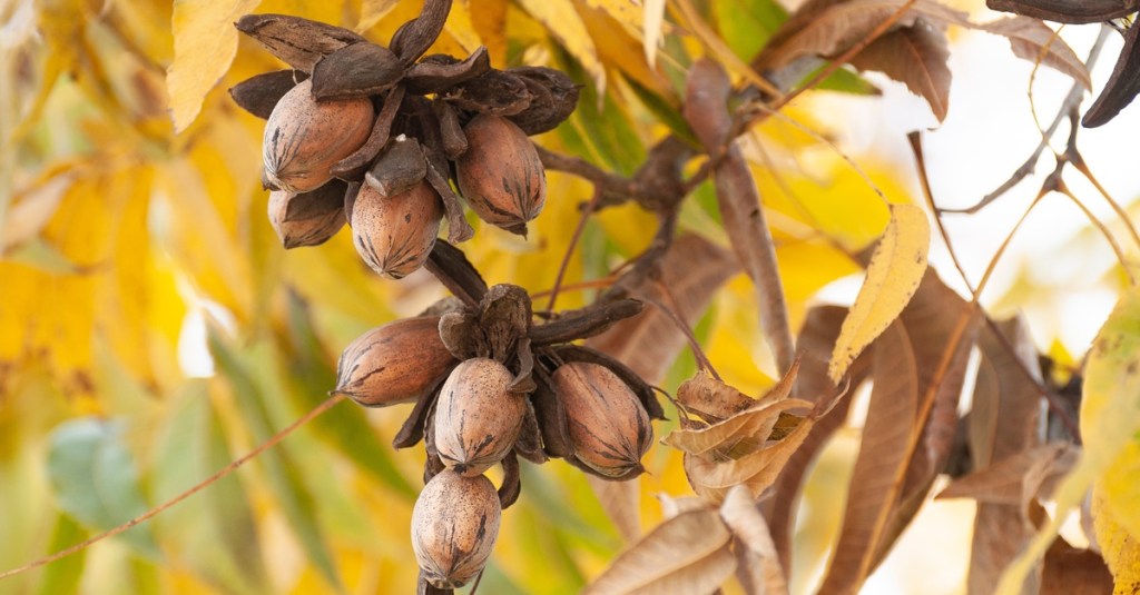 Two clusters of brown pecans are growing in a tree. The tree has yellow leaves and thin brown branches.