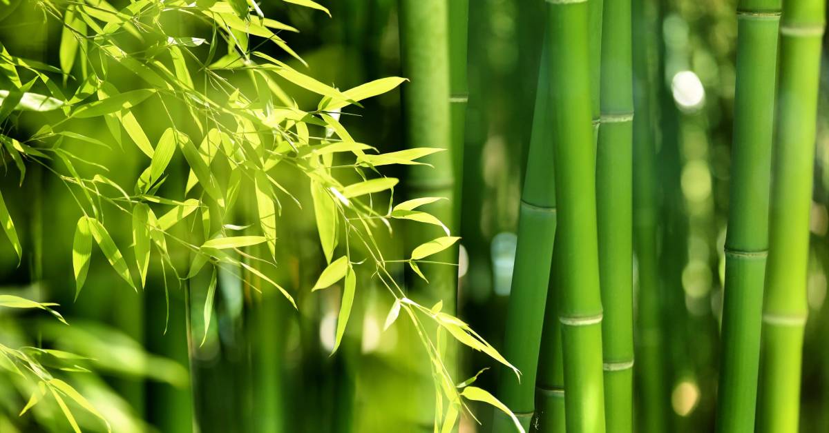 A dense cluster of bamboo plants outdoors. The plants have bright green shoots and small, yellowish leaves.