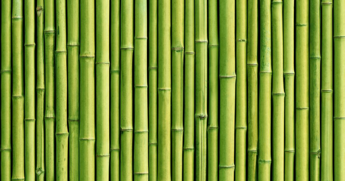 A running bamboo grove with plants of all different sizes. The bamboo plants are neatly lined up beside each other.