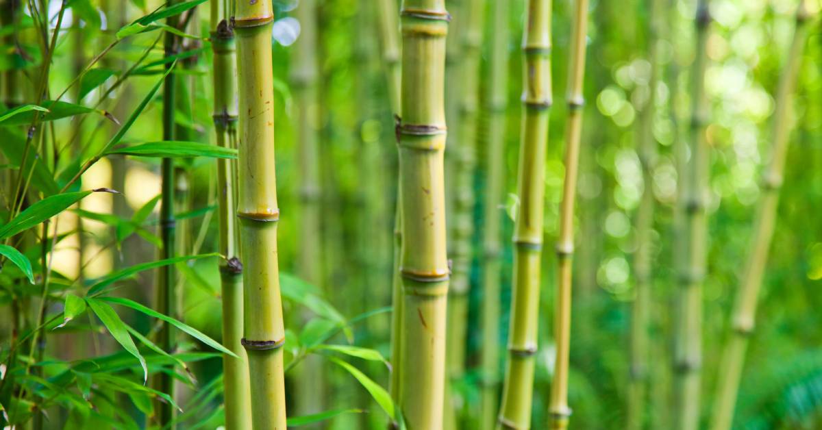 A forest full of bamboo plants. The bamboo plants have yellowing shoots with many vibrant green leaves.