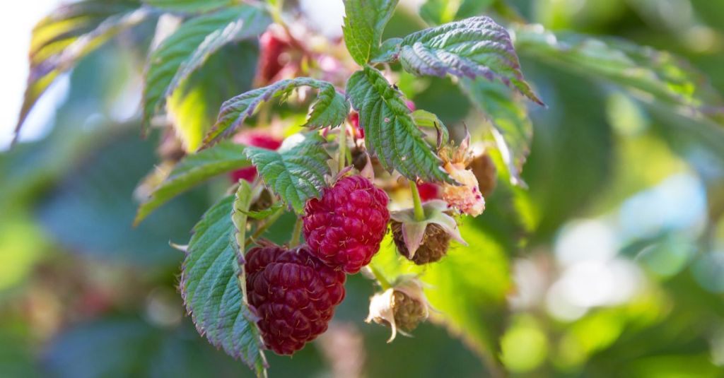 The sun is shining on a patch of raspberries growing outside. The red berries are slightly hidden behind green leaves.