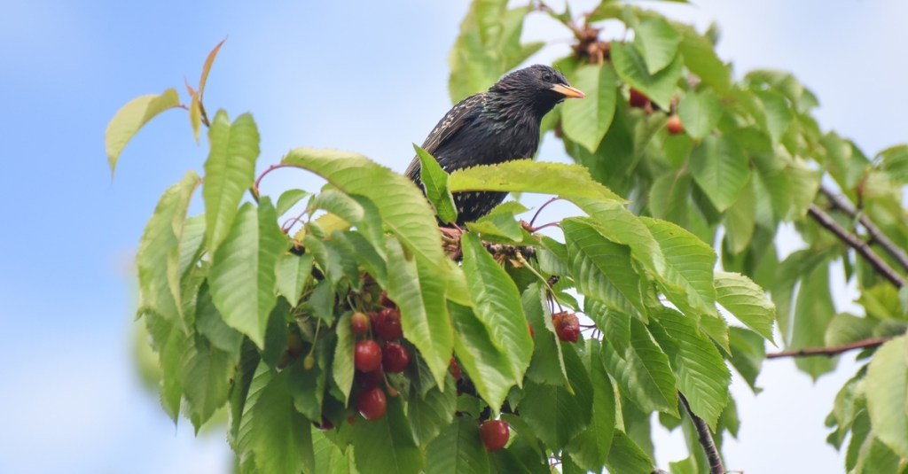 A black starling sitting on a tree branch during the day. Bright red cherries are growing on the tree branch.