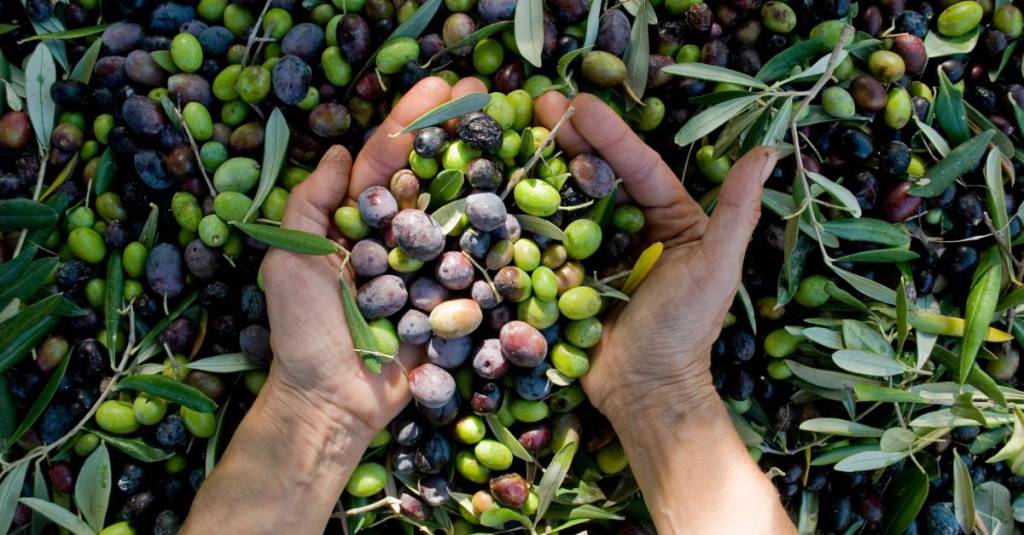 Two hands scooping up leaves and olives from a pile on the ground. Some olives are green, and others are purple.