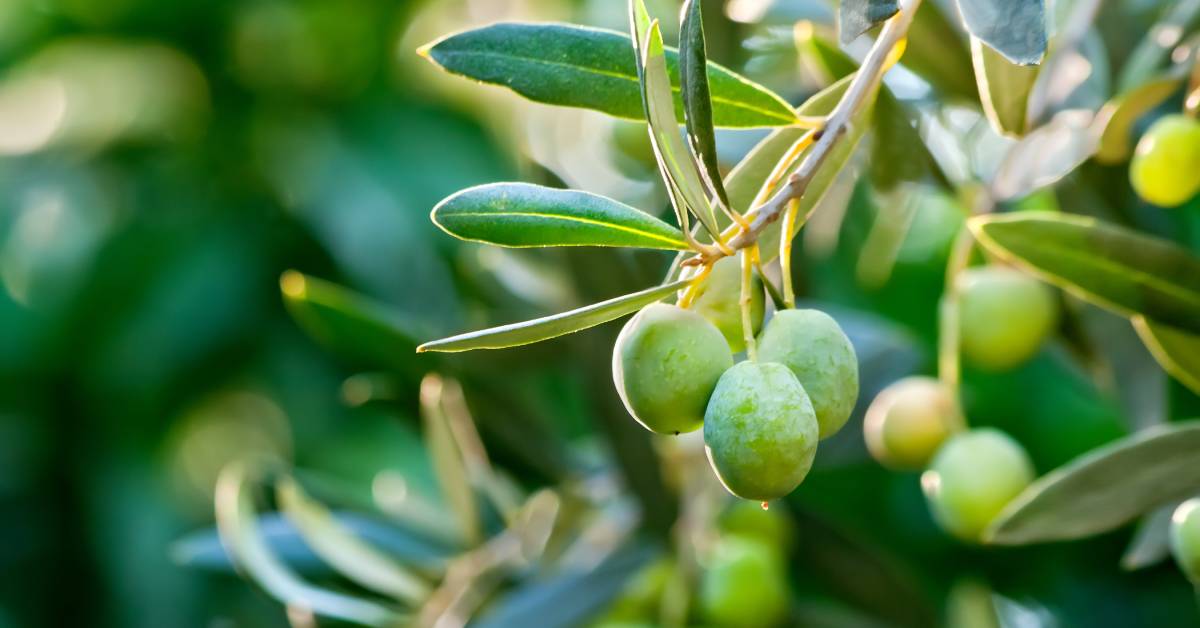 Green olives hanging off thin tree branches during the day. Moisture covers the surface of the olive
