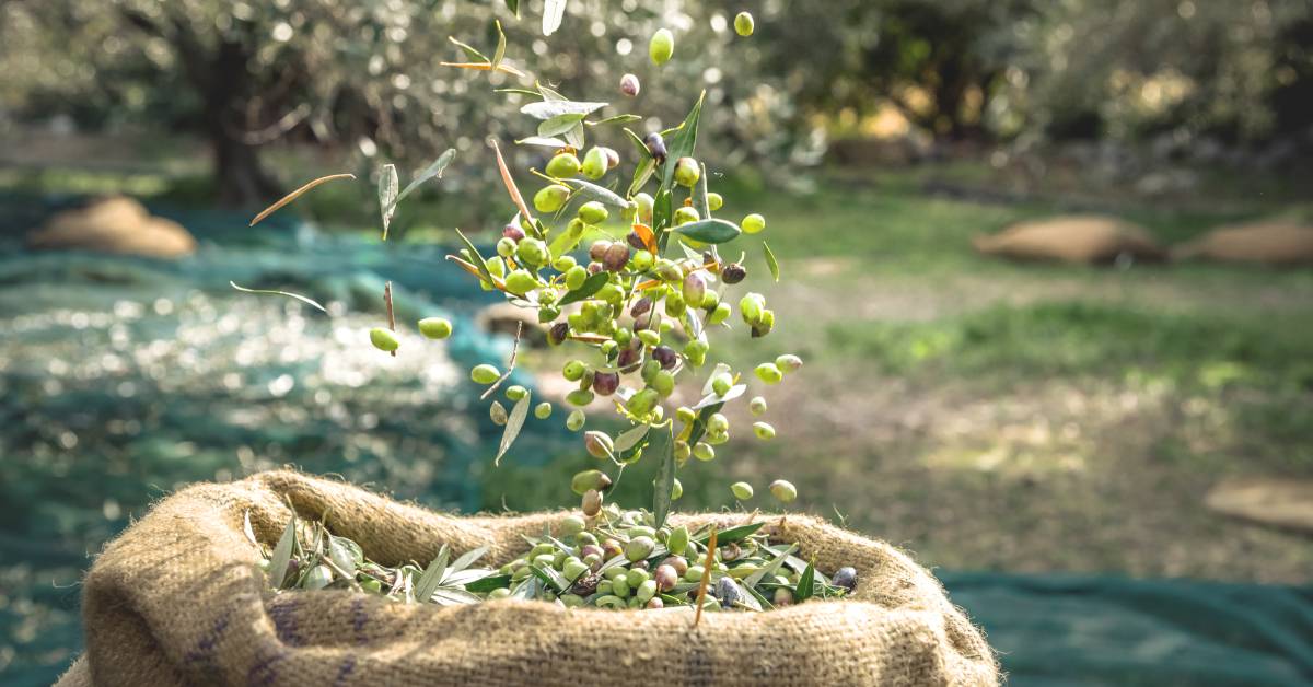 Many green olives, purple olives, and green leaves falling from a tree into a large brown burlap sack.