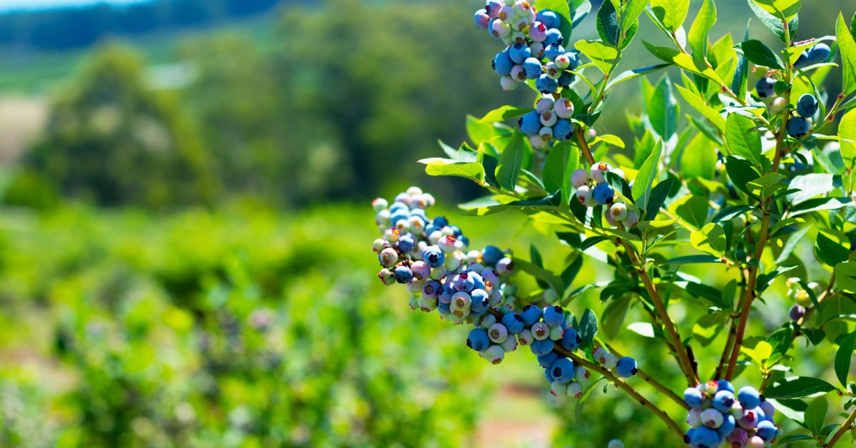 Blueberries growing on a bush in the bright sunlight. Some of the berries are blue, and others are pale.