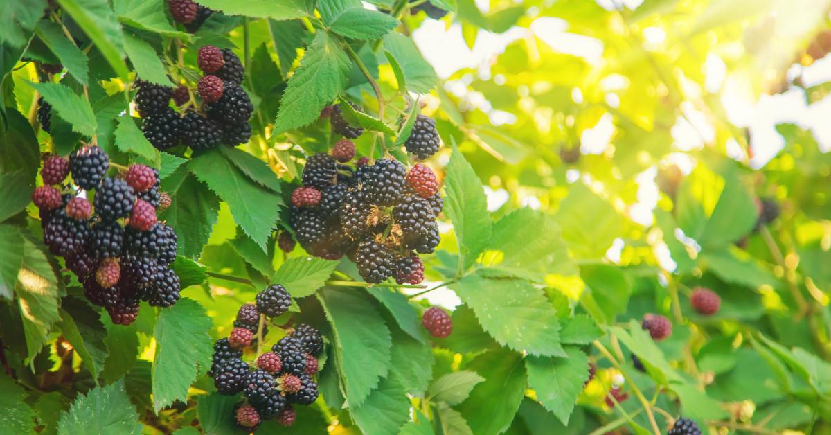 Sunlight shining down on a large bush with many green leaves and several large clusters of blackberries.