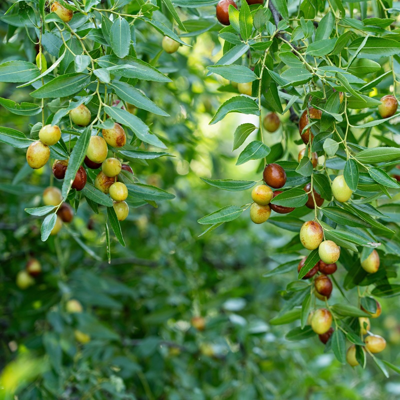 New Fruit Trees & Berry Plants for 2025 | Ty Ty Plant Nursery