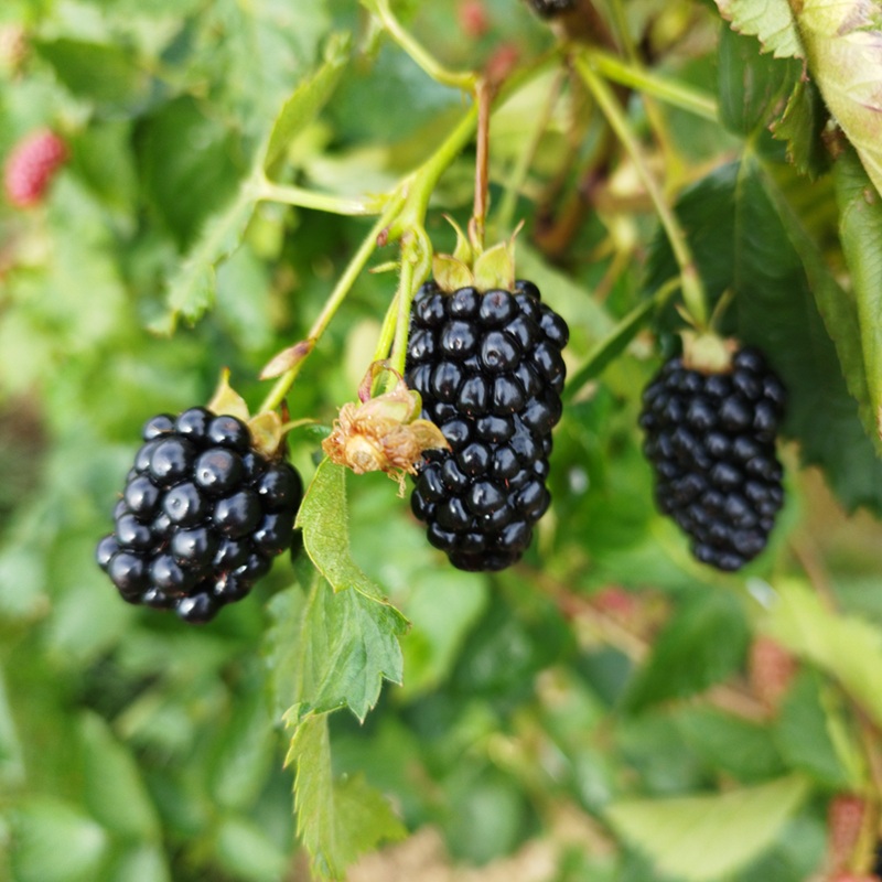 Buy Blackberry Plants from Ty Ty Nursery