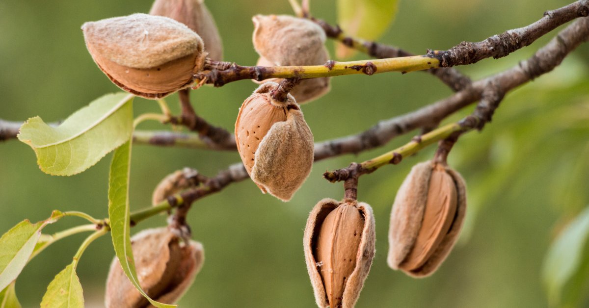 Seven ripe almonds and a handful of green leaves growing on the thin branches of a nut tree outside.