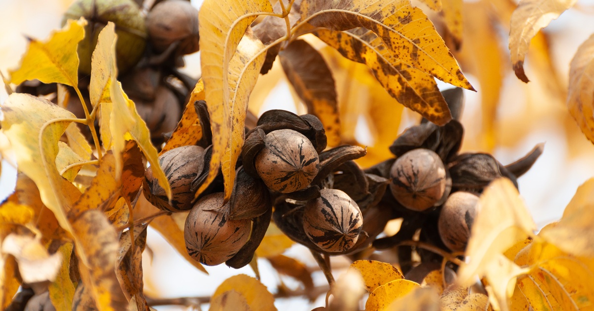 A cluster of brown pecans growing on a tree during the daytime. The pecans are surrounded by large orange leaves.
