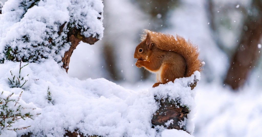 A small squirrel standing on a tree covered in snow. The squirrel is eating a nut while it snows outside.