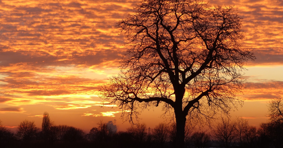 A massive walnut tree with long branches. The sun is setting in the background, creating an orange glow.