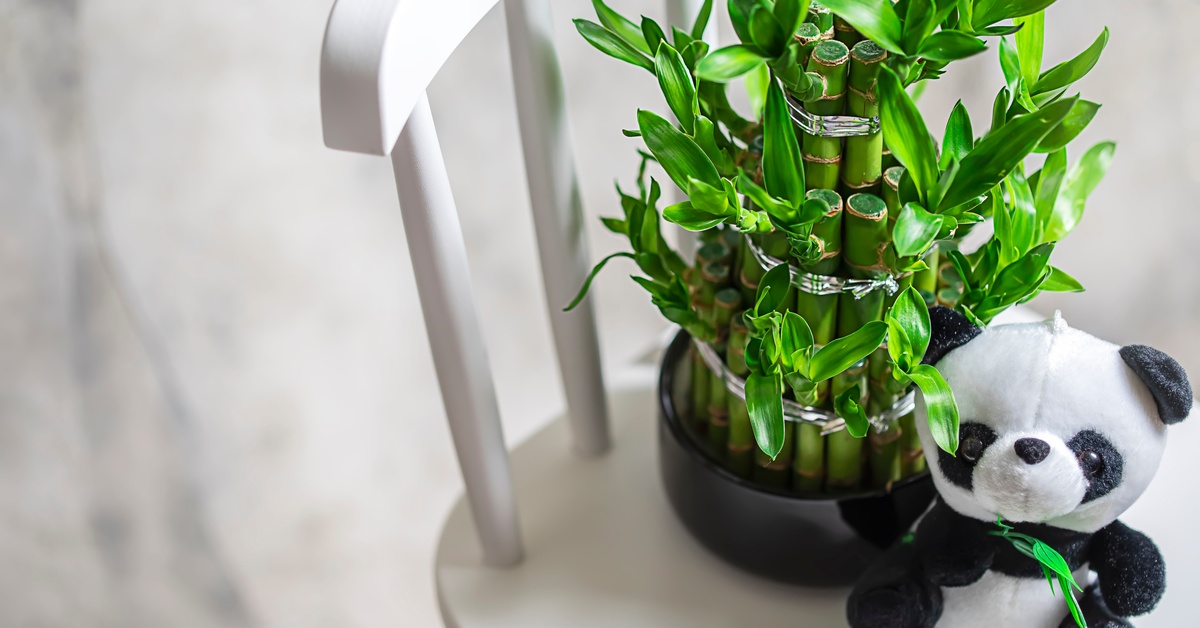 A small potted bamboo plant on a white chair. A small plush Panda toy is sitting next to the potted plant.