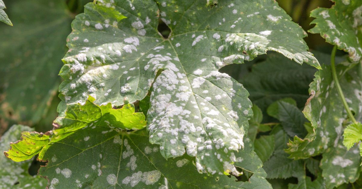 A fruit tree with massive green leaves is outside during the day. The leaves are covered in white powdery mildew.