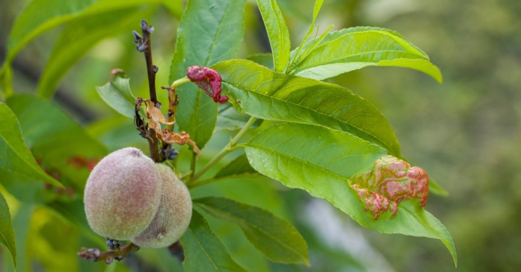 A diseased peach tree outdoors. Most of the leaves are green, but the fruit is rotting, and some leaves are curling.