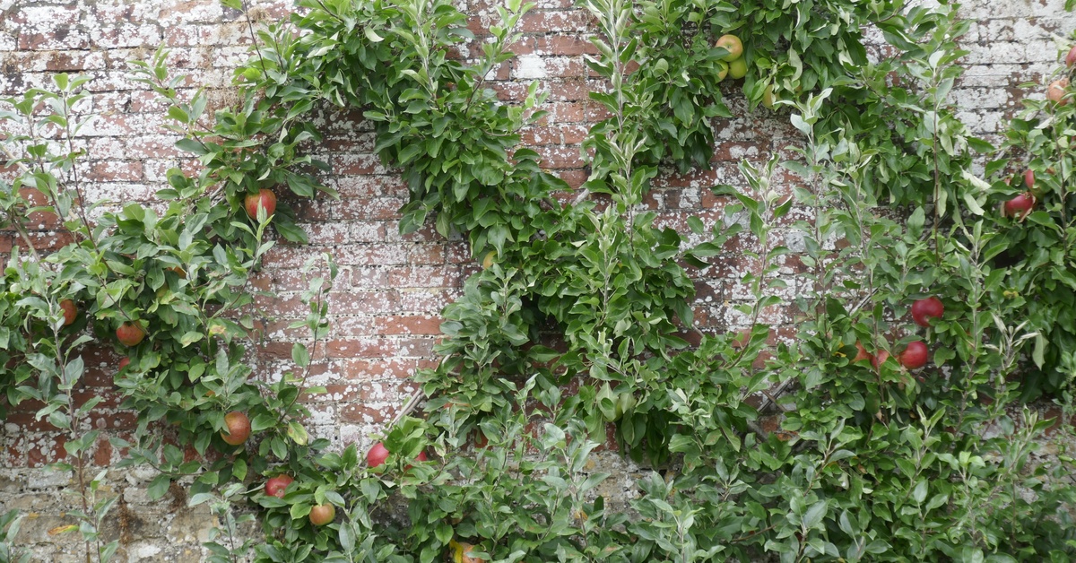 A massive apple tree growing espalier style against an old brick wall. Many apples hang from the tree.