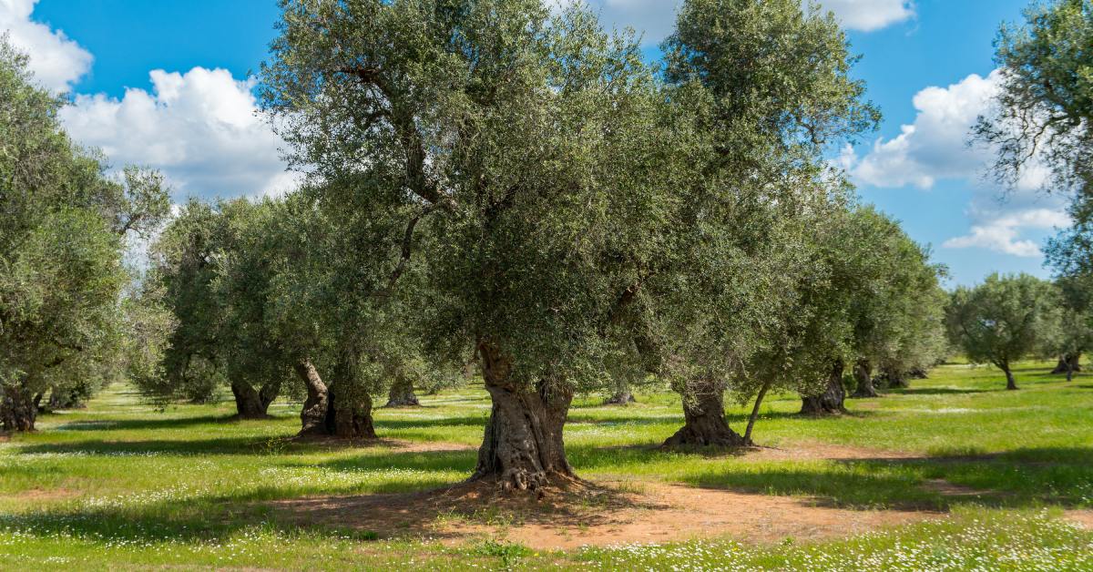 A wide field full of massive olive trees with long branches on a sunny day. The blue sky is full of fluffy white clouds.
