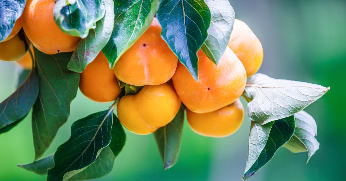 A branch on a persimmon tree full of plump orange fruit and dark, green leaves. Sunlight shines down on the tree branch.