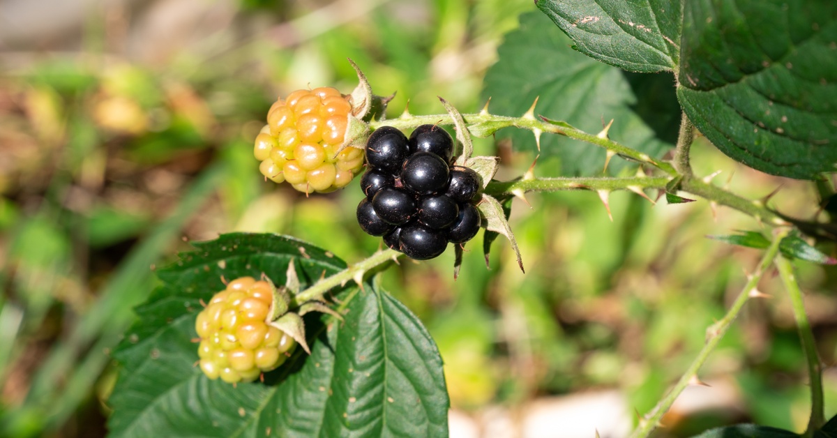 Black and yellow berries growing on a thorny stem with large green leaves. Sunlight shines down on the berries.