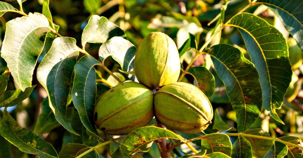 Warm sunlight shining down on a green pecan tree. Three pecans and many leaves are growing on the plant.