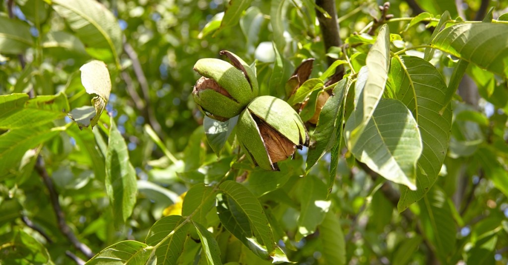 Three round walnuts cracking out of their small green shells on a large nut tree during the daytime.