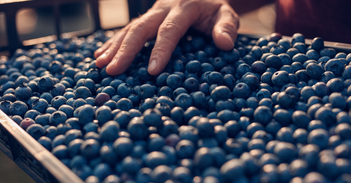A farmer wearing a red shirt puts their right hand on a black tray completely full of small blueberries.