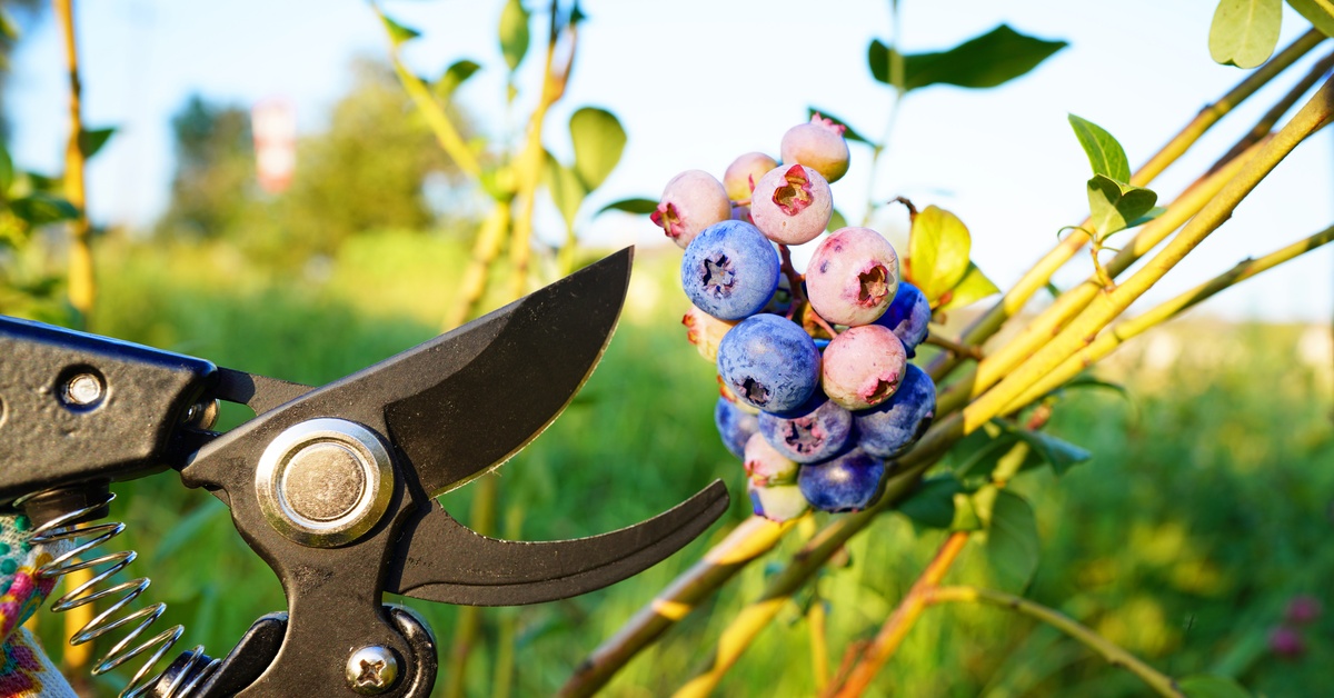 A gardener holding a pair of pruners near a blueberry bush full of fruit. Warm sunshine covers the blueberry bush.