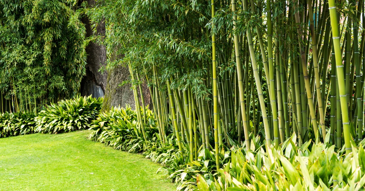 A wall of running bamboo growing along the perimeter of yard during the daytime. Bushes are growing along the bamboo.