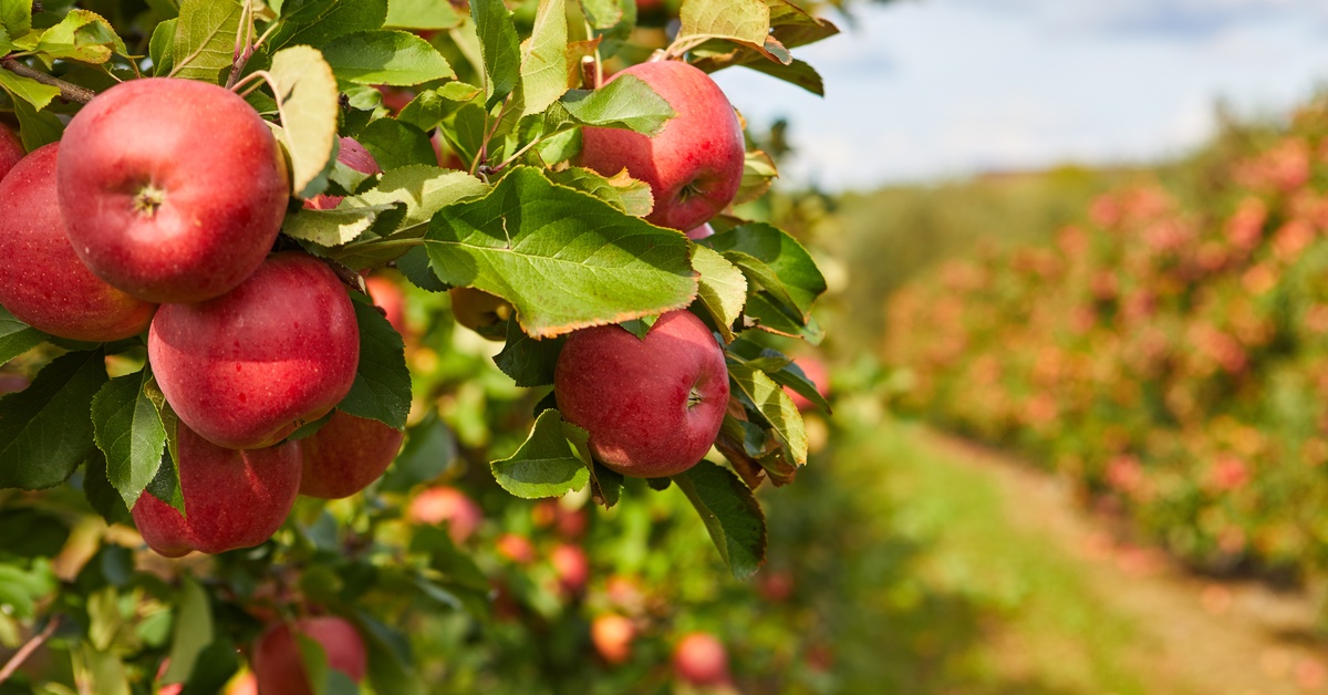 A bundle of apples growing on a tall tree in a massive orchard. The sun is shining directly onto the fruit.