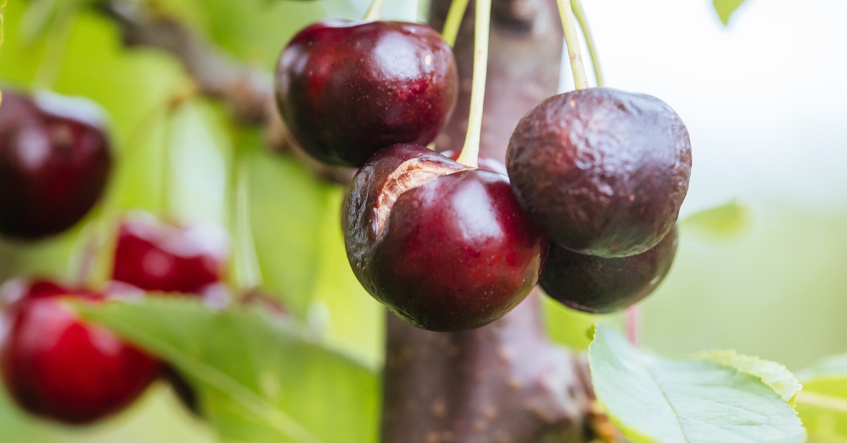 Clusters of cherries growing on a tree outside. Some of the cherries are splitting and drying up on the tree branches.