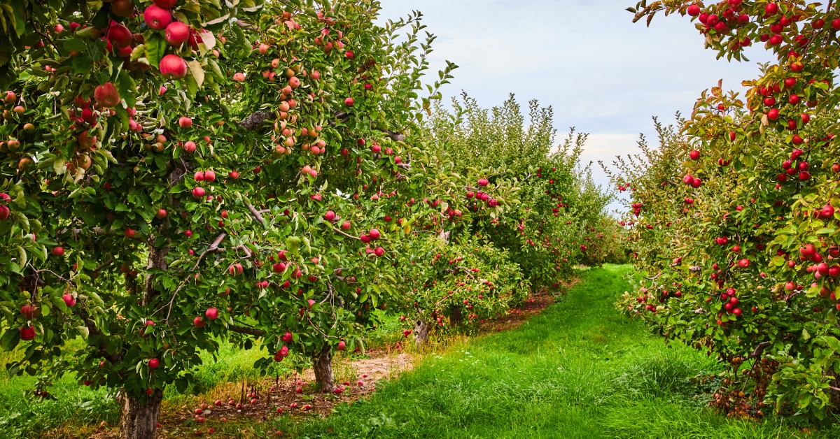 A massive grove of apple trees with large clusters of fruit growing outdoors. A narrow aisle runs through the grove.