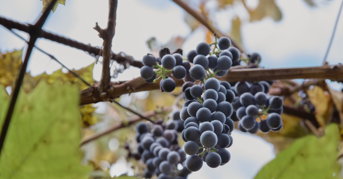 Clusters of dark purple grapes growing on vines outside. The grapes are surrounded by green and brown leaves.