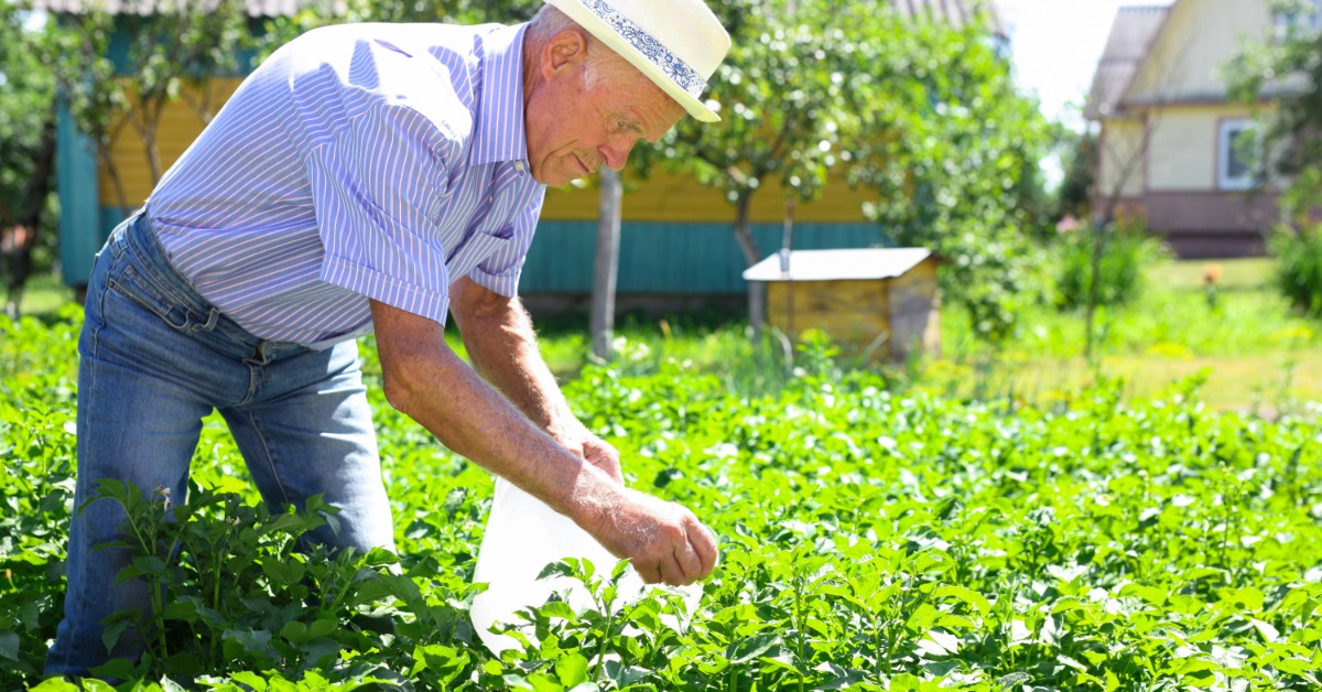 A person leaning over to pick insects off small green plants growing outside. The person has a small bag in their hand.