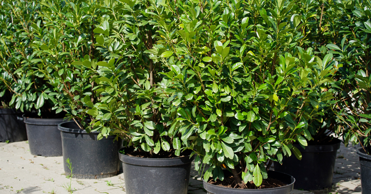 Two rows of potted cherry trees on pavement outside on a sunny day. The trees are in round black containers.