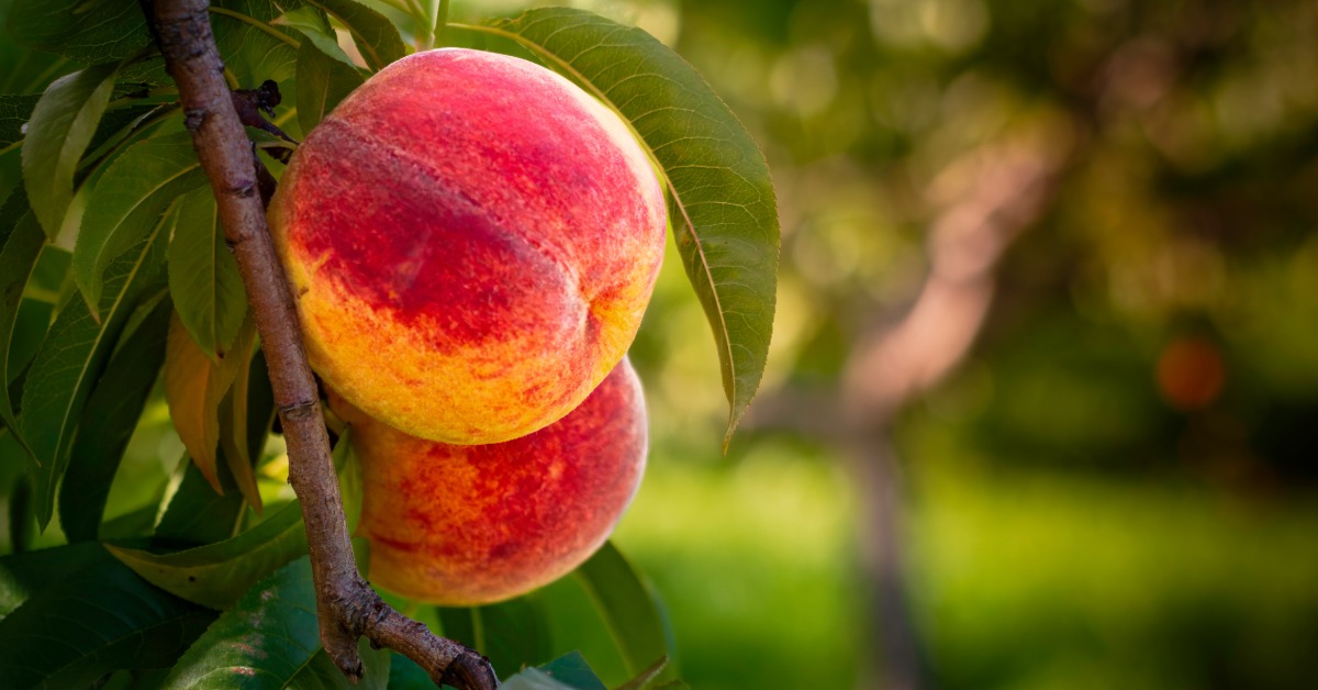 Two peaches with vibrant orange-and-red skin hanging on a tree outside. Green leaves grow on the tree with the peaches.