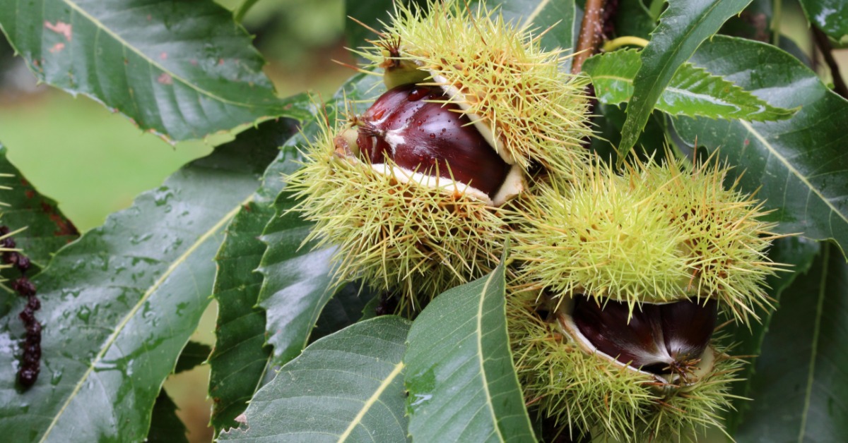 Two chestnuts growing on a tree covered in green leaves outside. The chestnuts are still in their hairy green shell.