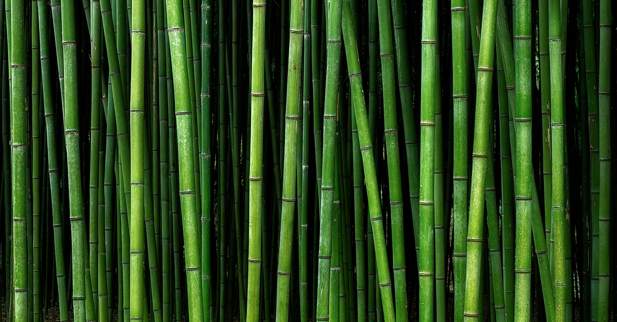 A dense bamboo forest growing in a large yard outside during the daytime. The bamboo is tall and green.