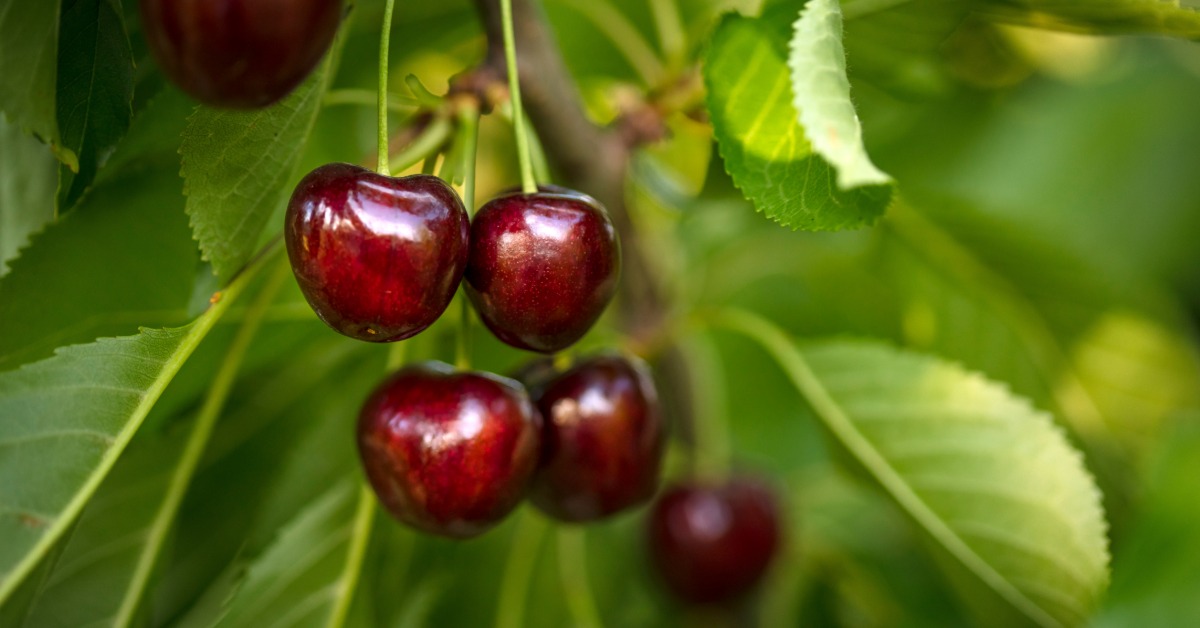 Small dark red cherries growing on the thin branches of a tree outside. Long green leaves also grow on the tree.