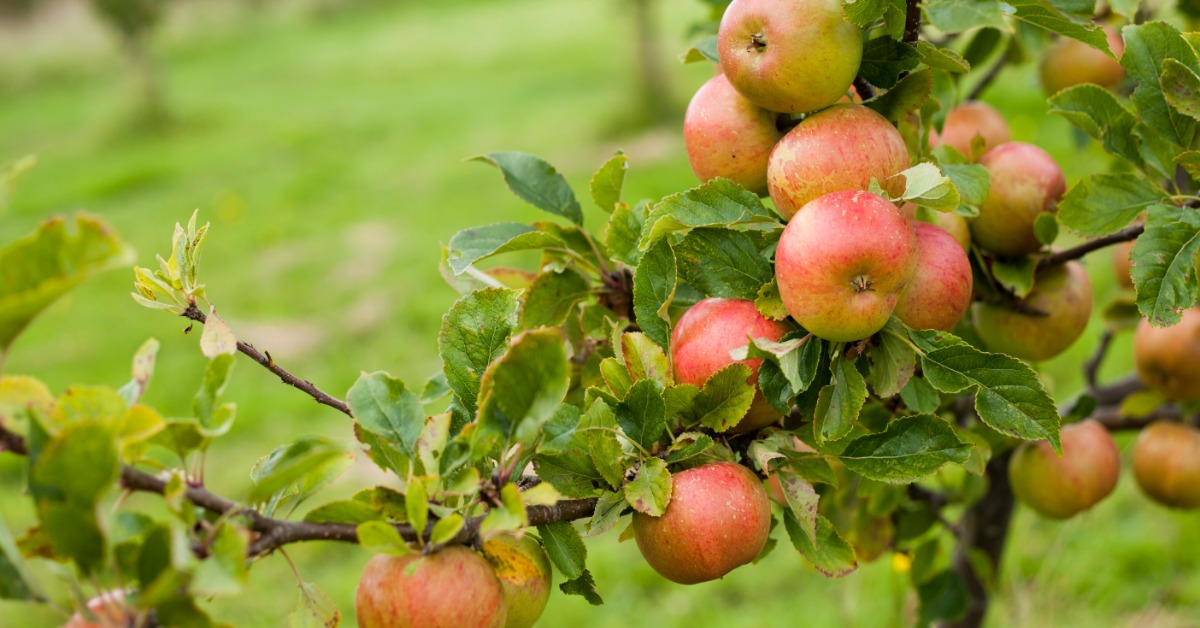 A dwarf apple tree growing in a residential yard. Ripe red apples and thin green leaves grow on the tree branches.