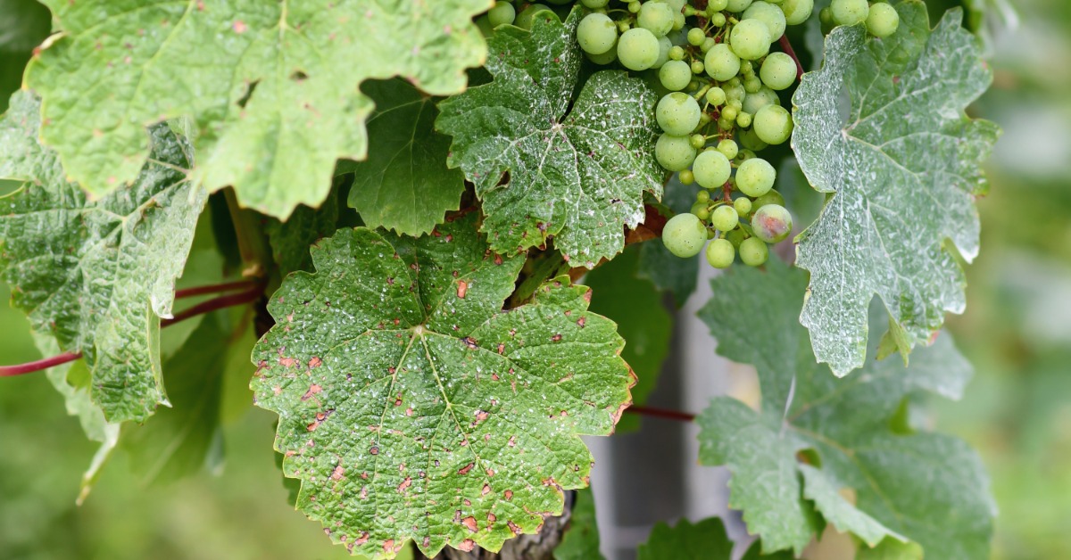 A cluster of green grapes growing outdoors. The grapes and leaves are covered in white mildew and brown spots.