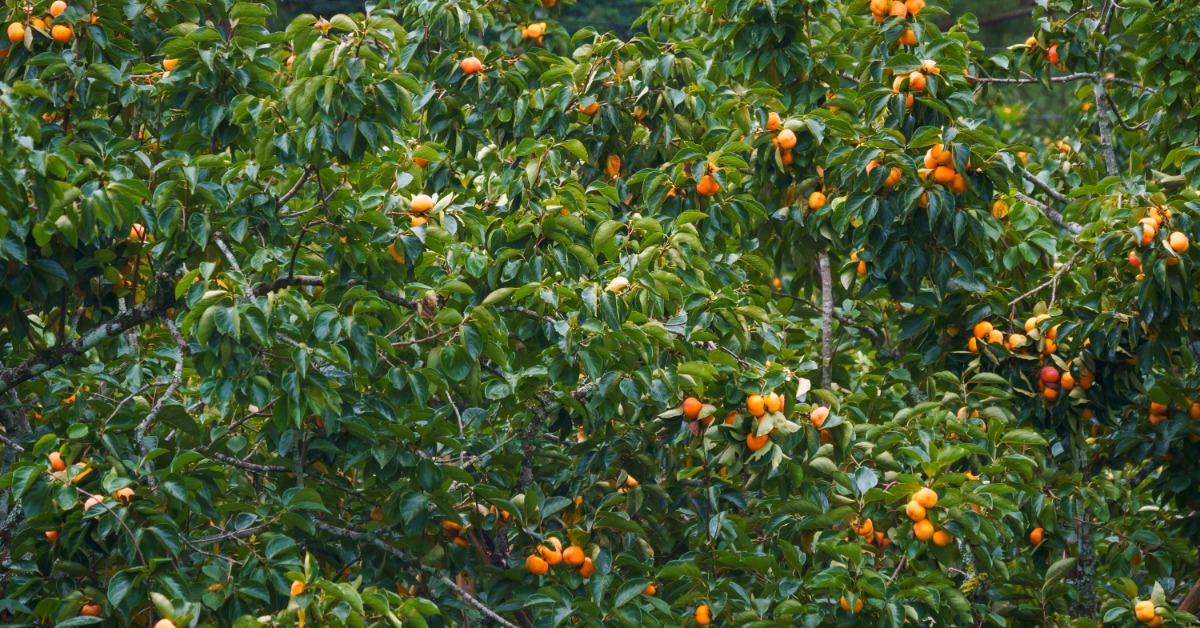A large persimmon tree growing outdoors with many large green leaves. Round, orange fruit grows on the branches.