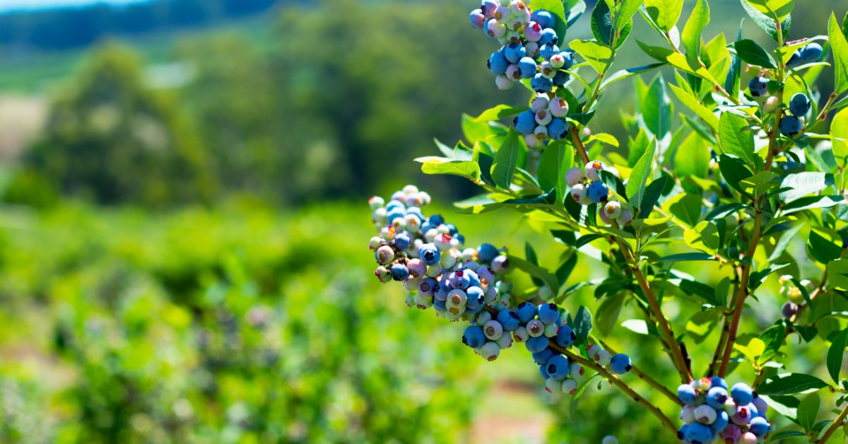 Sunlight shining on a small green bush growing outdoors. Many small fresh blueberries grow on the bush.